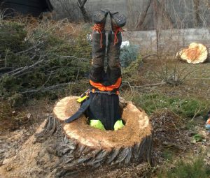 tree removal staten island, ny