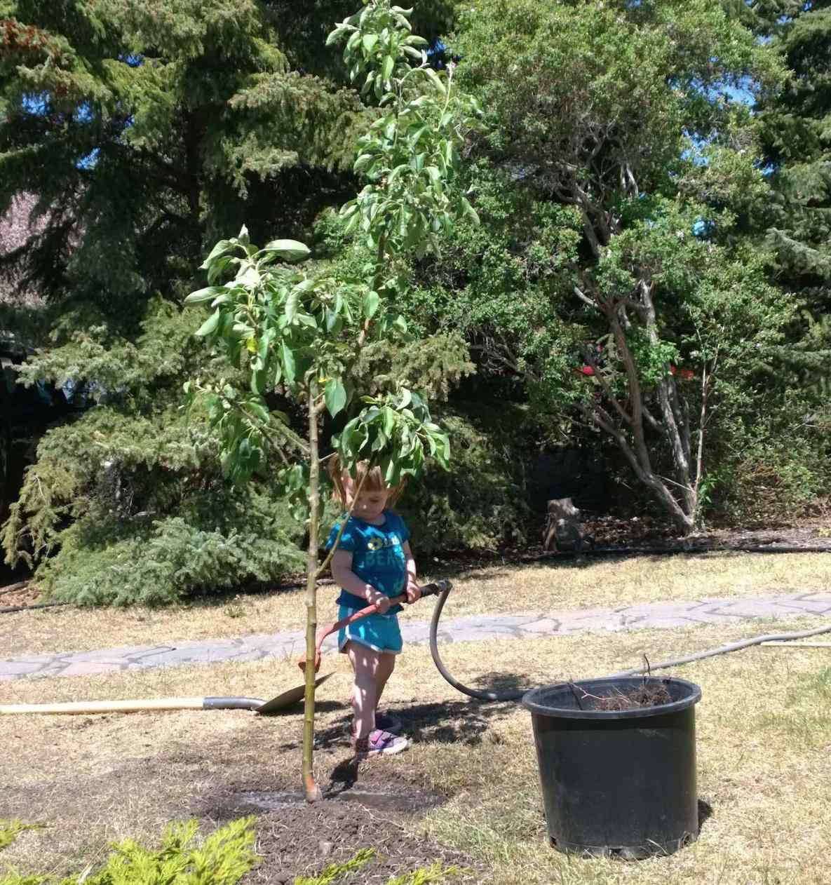 professional tree planting staten island